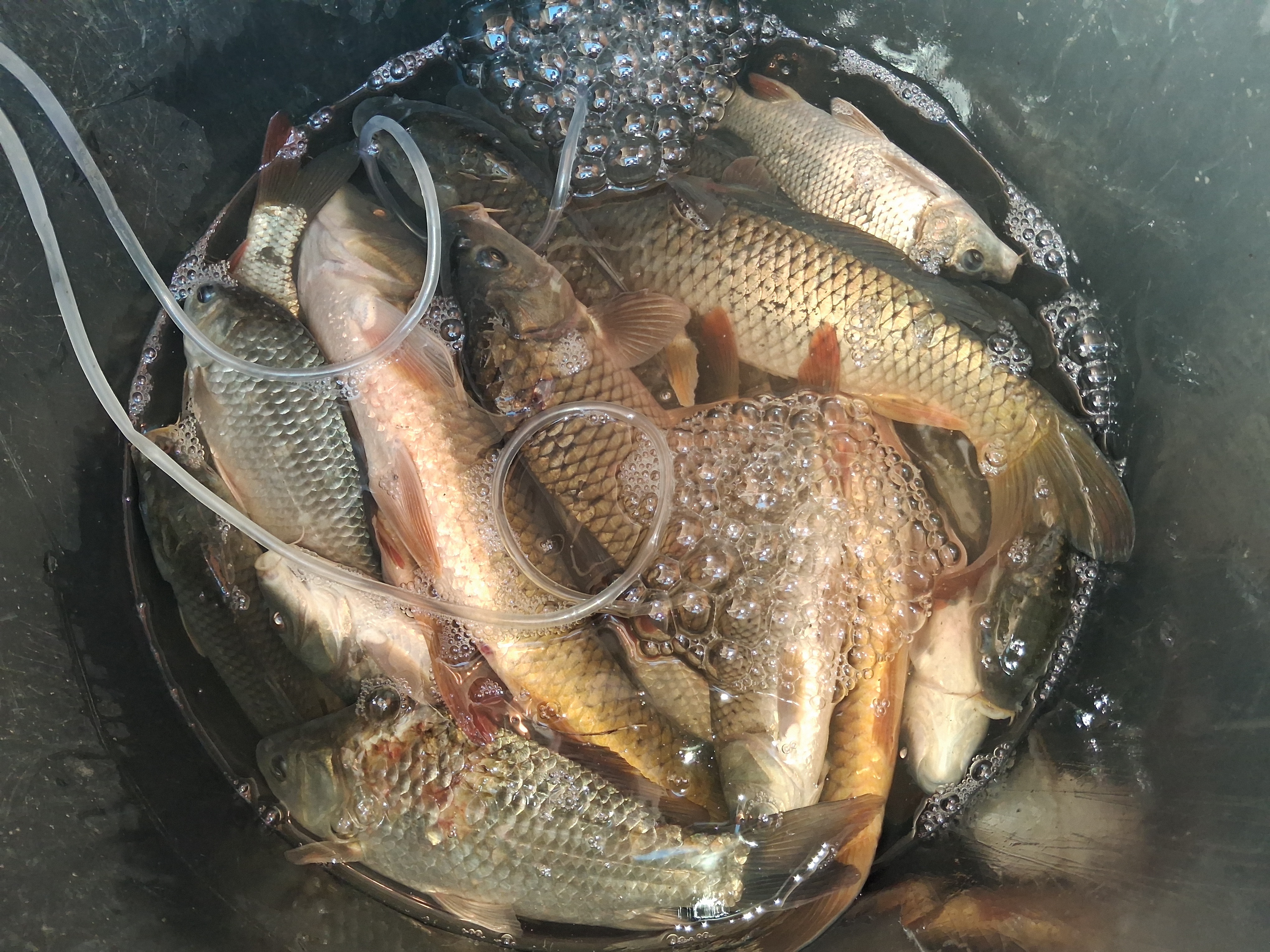 poissons.jpg (4.59 MB)